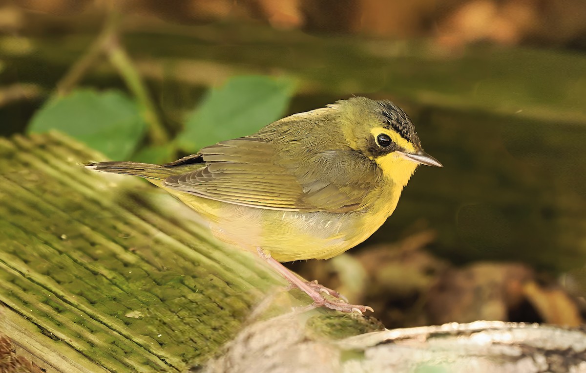 kentuckyparula - ML646768208