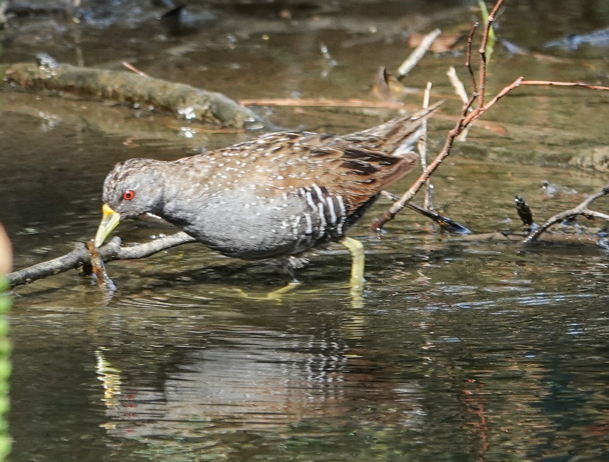 Australian Crake - ML646768209