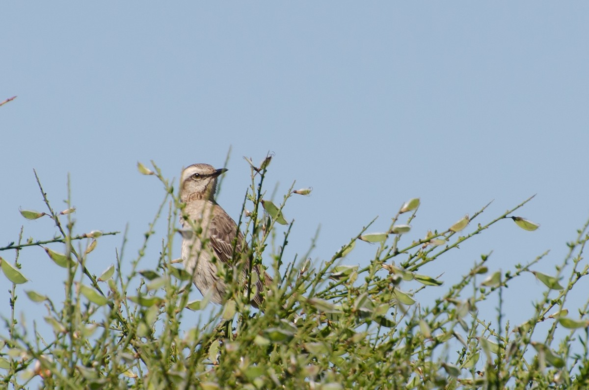 Chilean Mockingbird - ML646768211