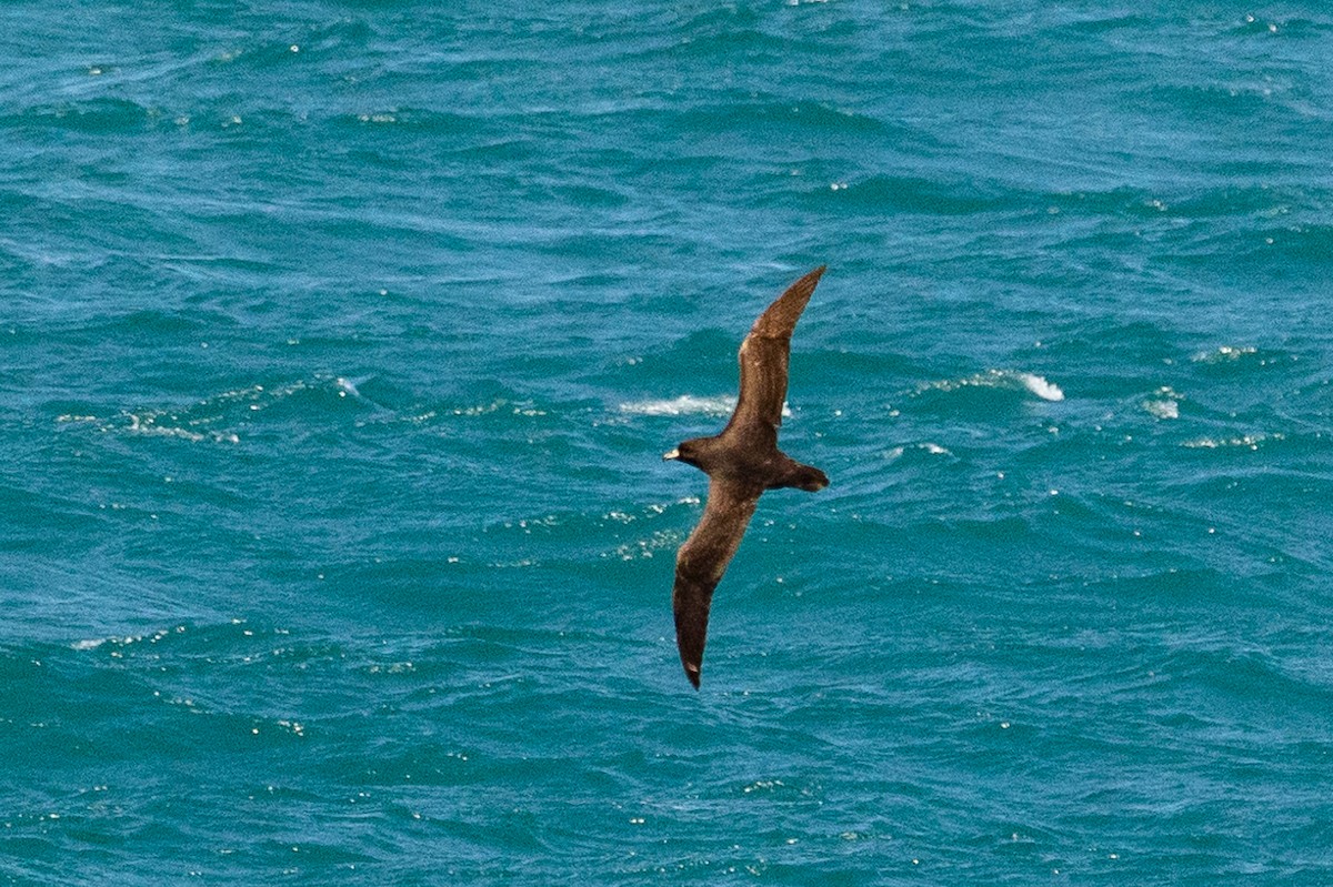 Буревісник білогорлий - ML646768217