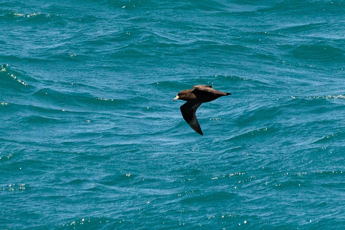 Буревісник білогорлий - ML646768218