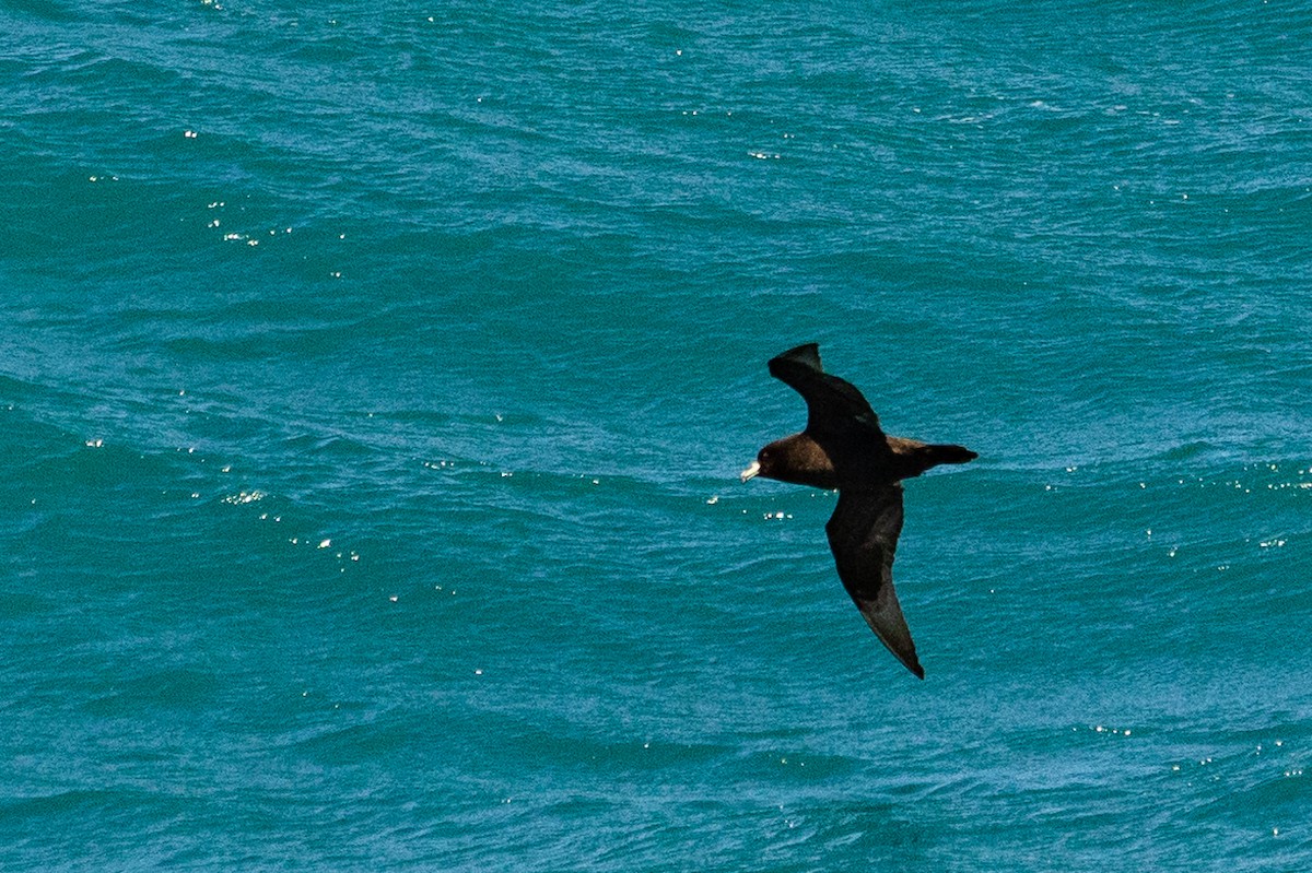 Буревісник білогорлий - ML646768219