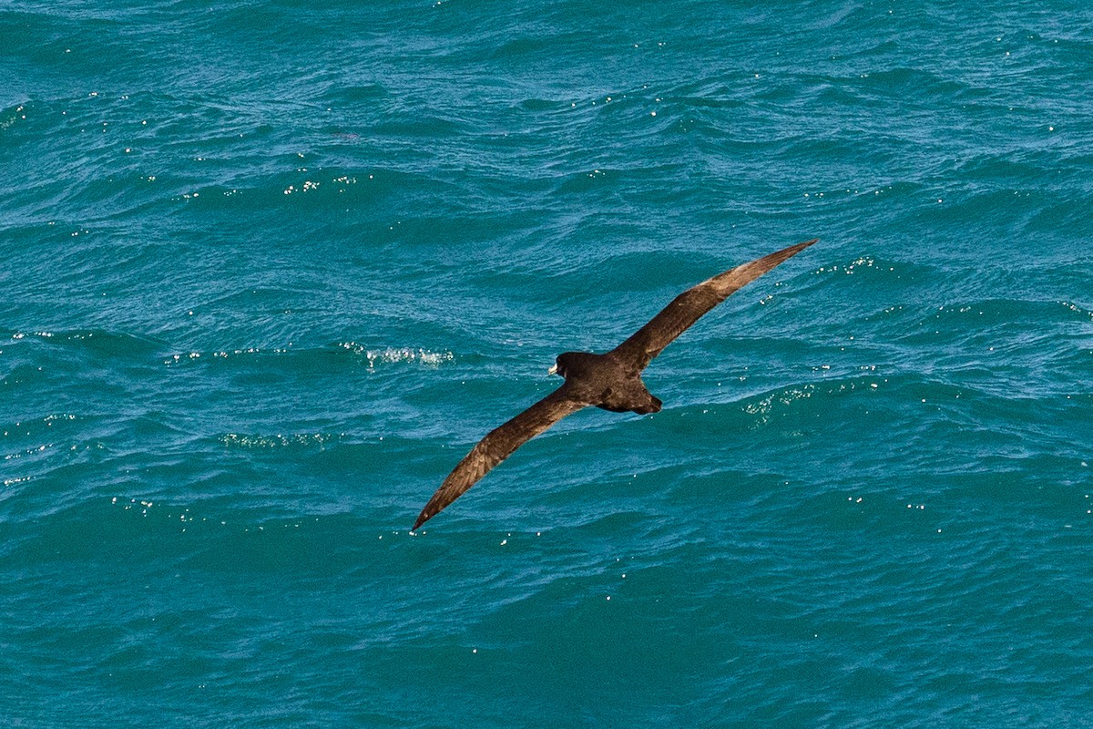 Буревісник білогорлий - ML646768220