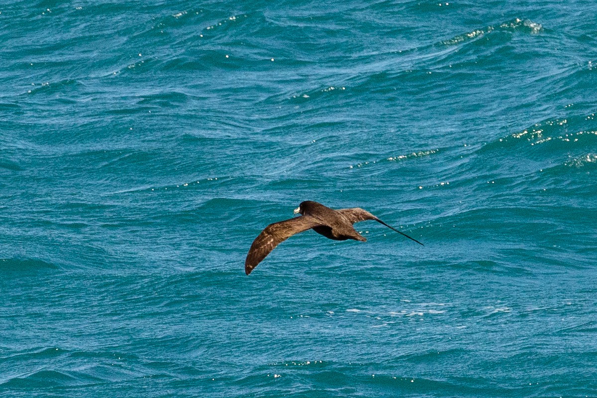 Буревісник білогорлий - ML646768221