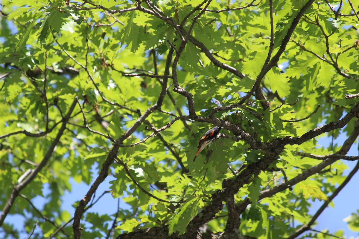 סבכון חכלילי - ML646768222