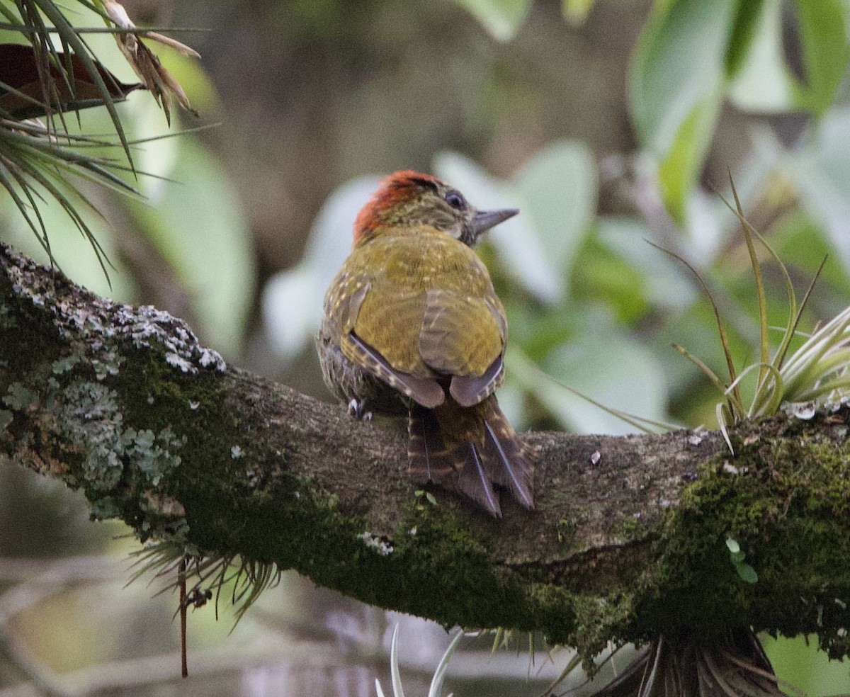 jadespett - ML646768226