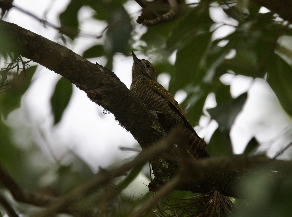 jadespett - ML646768230