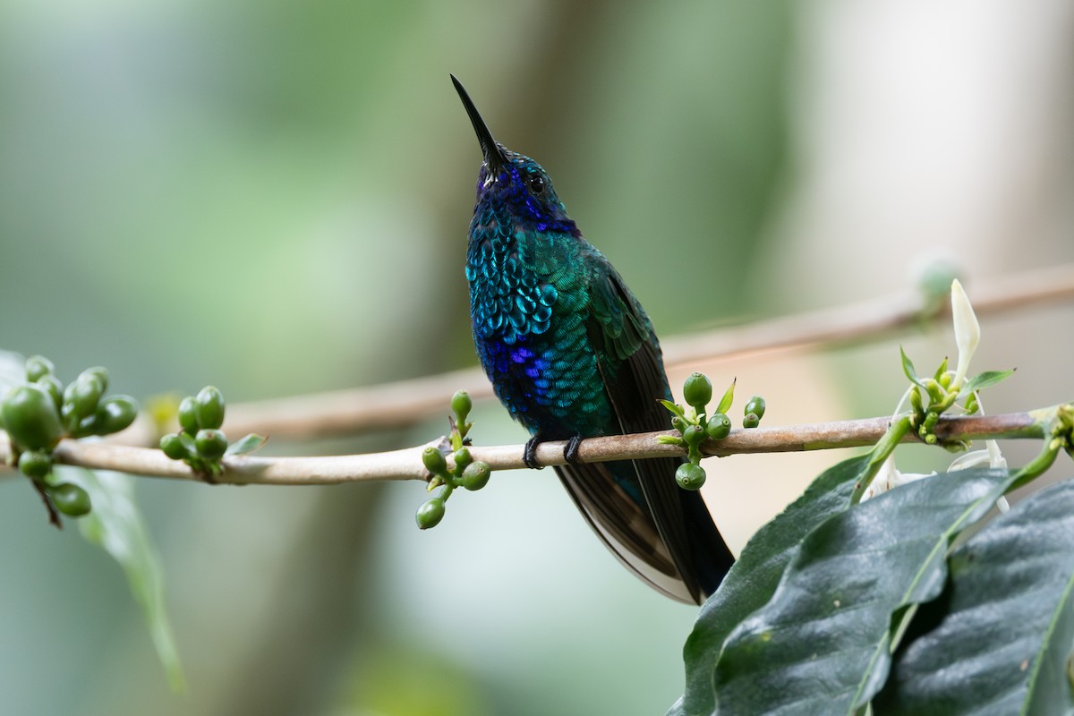 fiolørekolibri - ML646768231