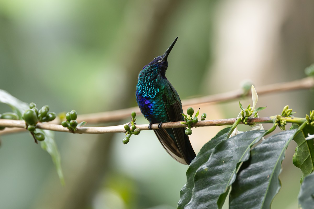 fiolørekolibri - ML646768235