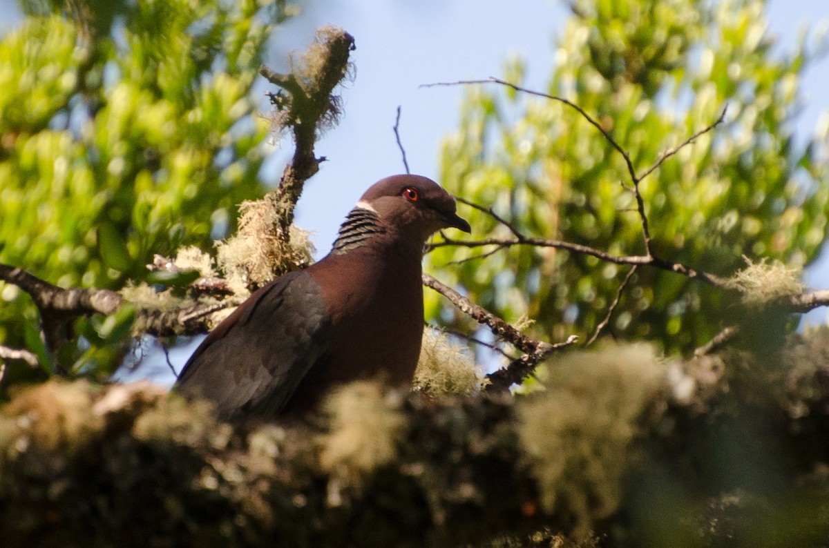 Chilean Pigeon - ML646768236