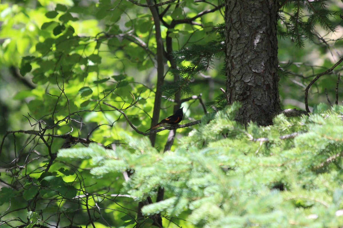 סבכון חכלילי - ML646768241