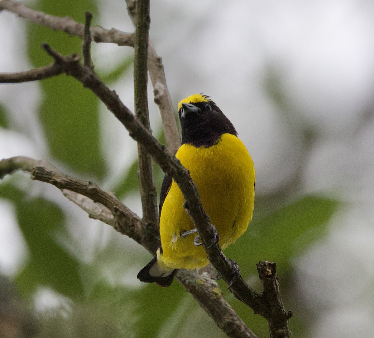 purpurstrupeeufonia - ML646768243