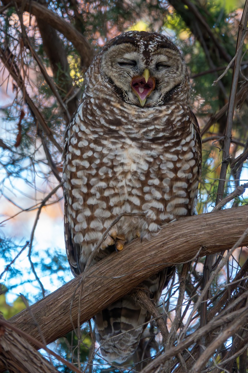 Сова плямиста - ML646768244