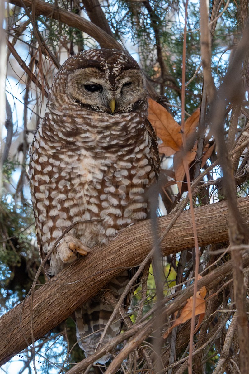 Сова плямиста - ML646768245