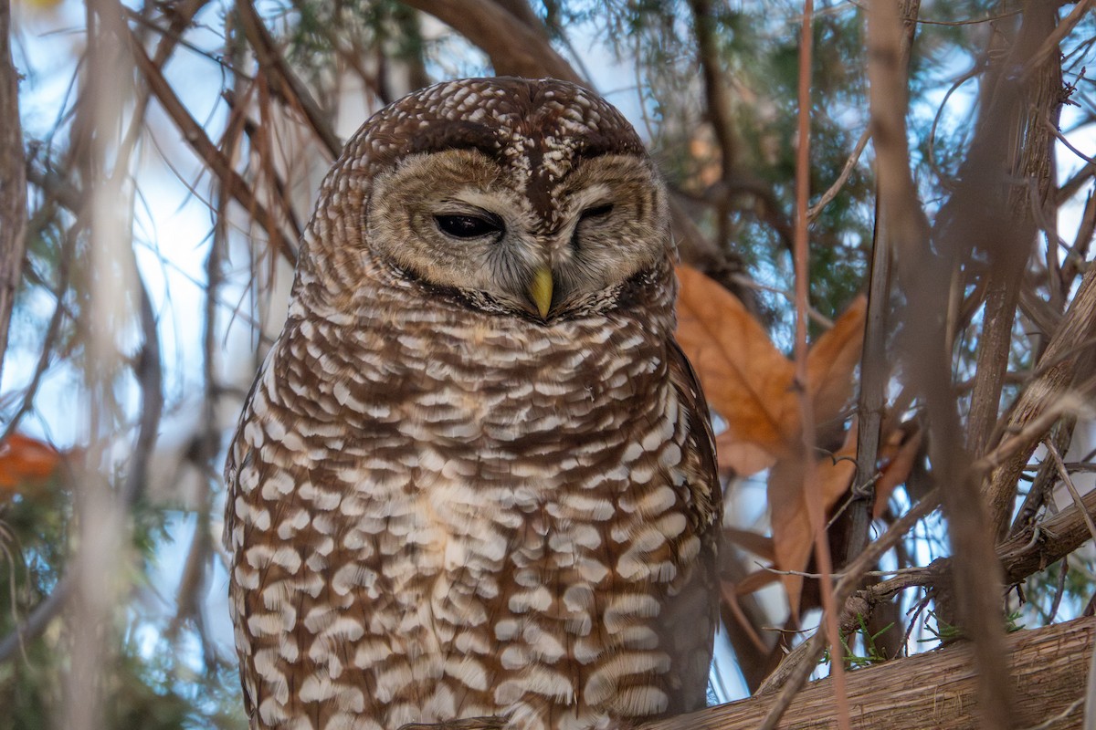 Сова плямиста - ML646768246