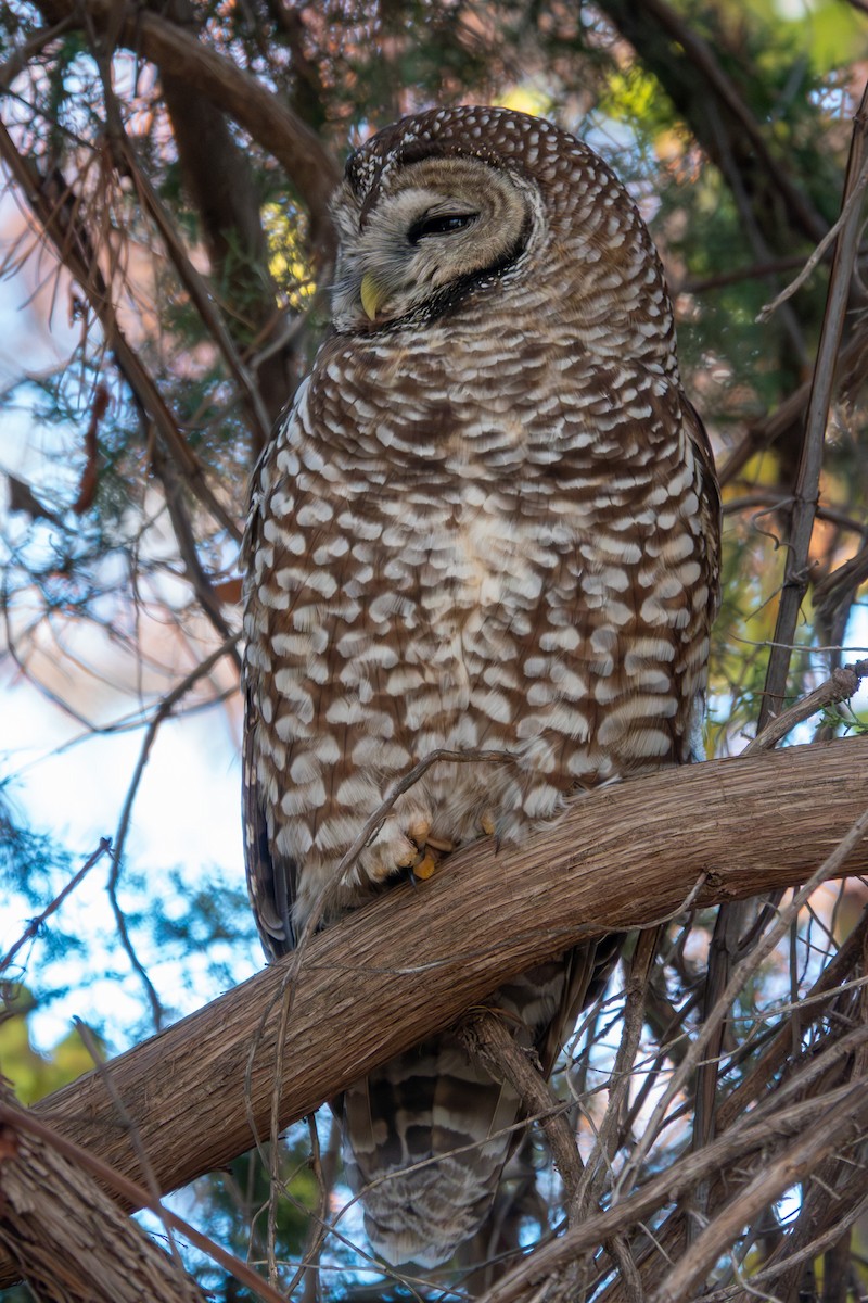 Сова плямиста - ML646768247