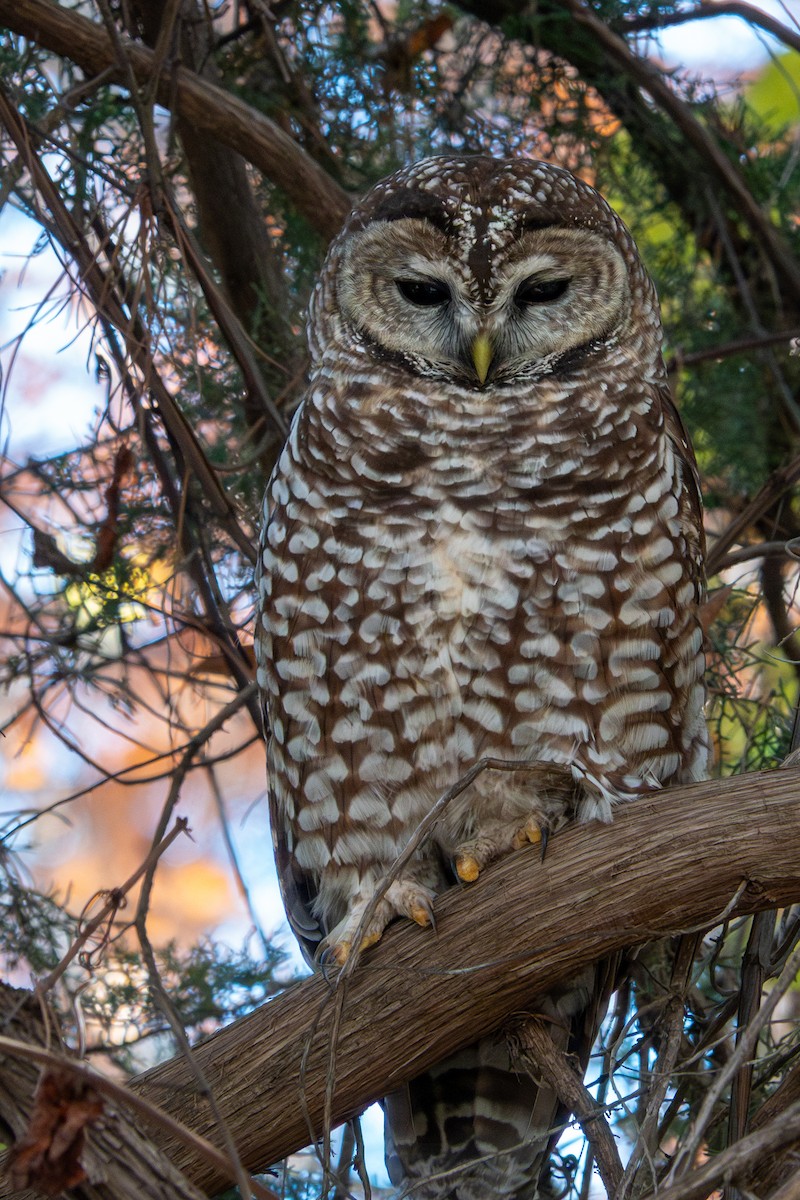 Сова плямиста - ML646768248