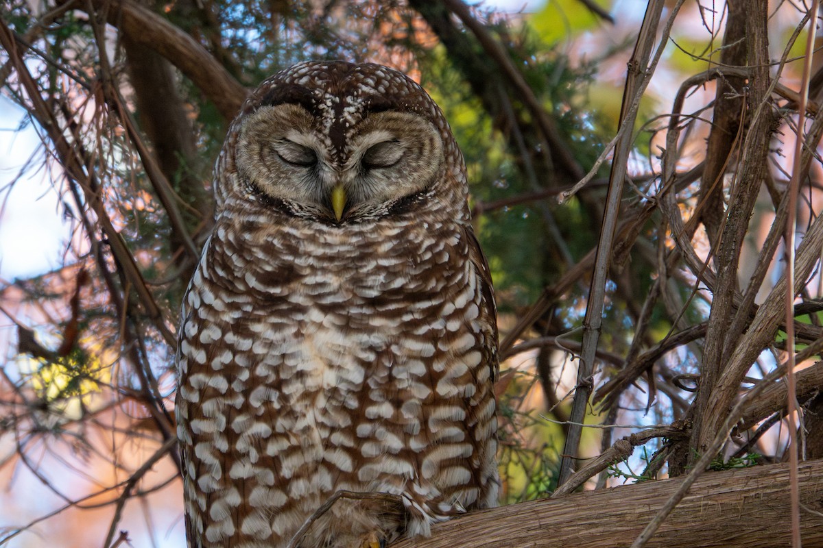 Сова плямиста - ML646768249