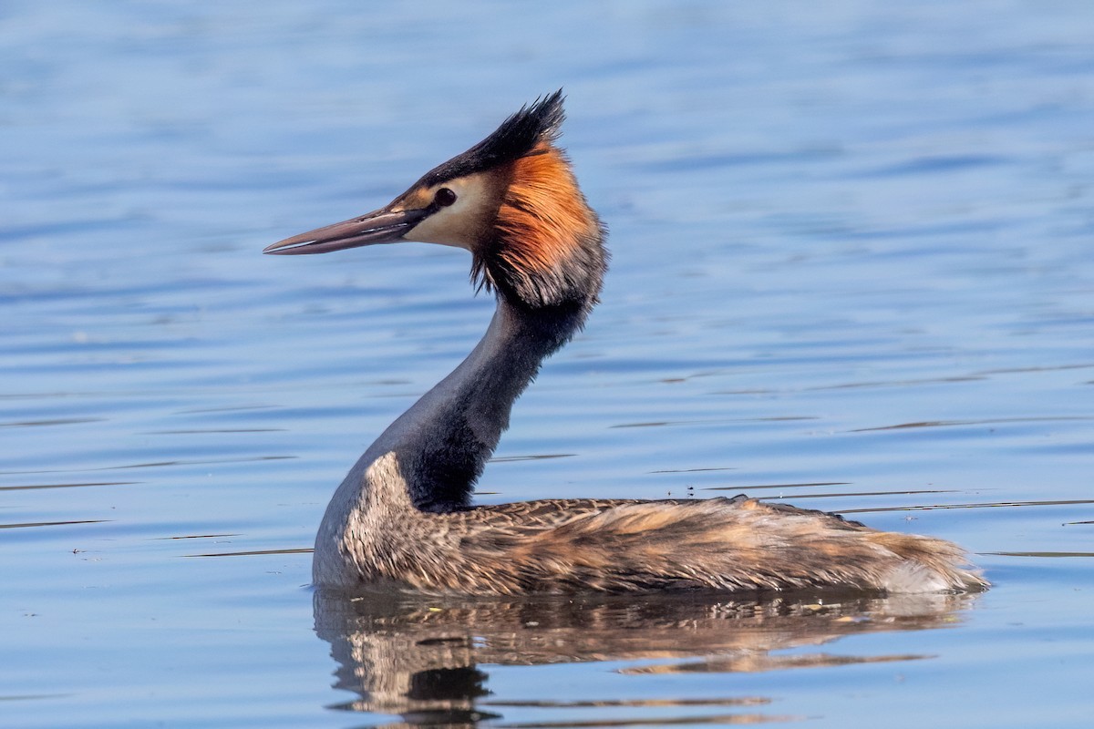 Чомга - ML646768256