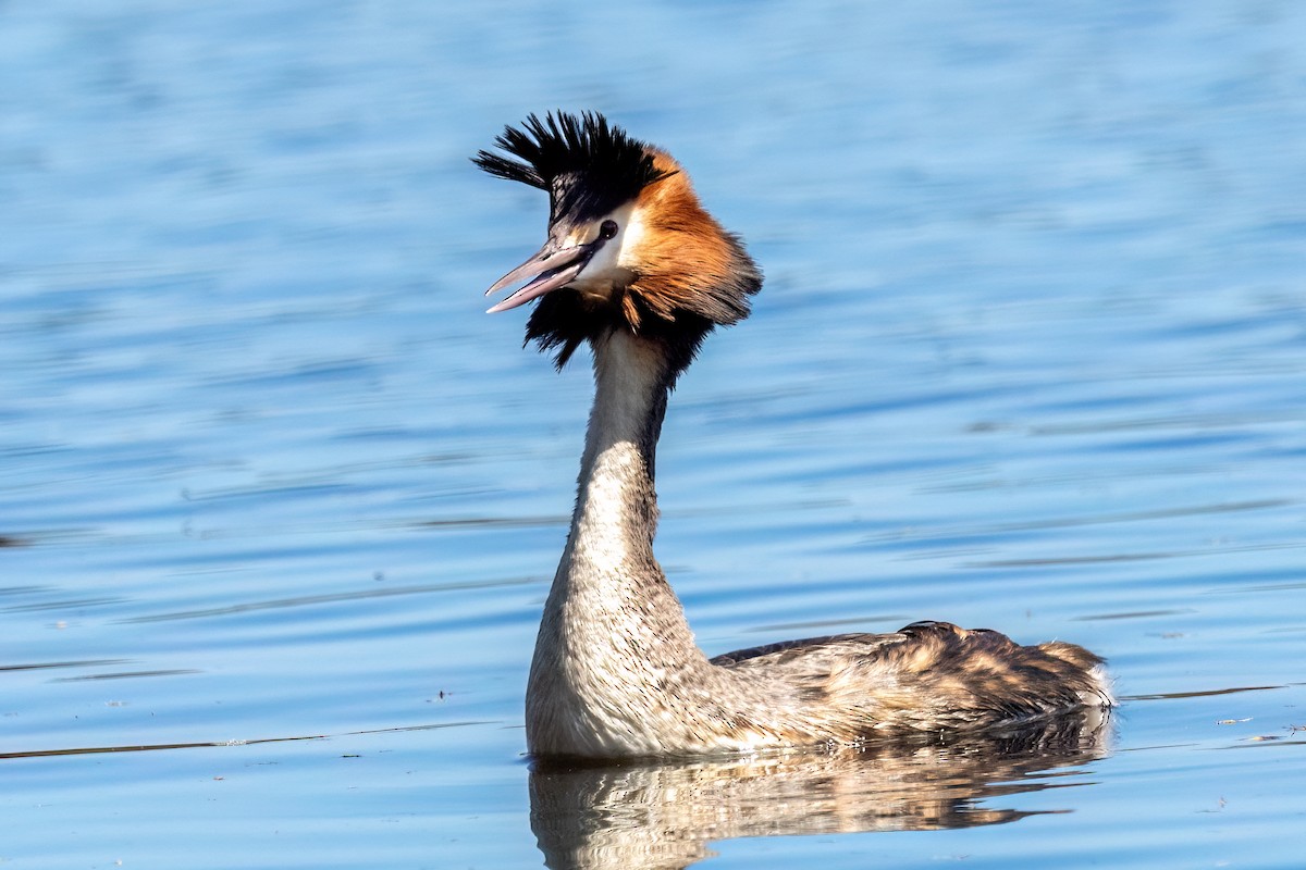 Чомга - ML646768257