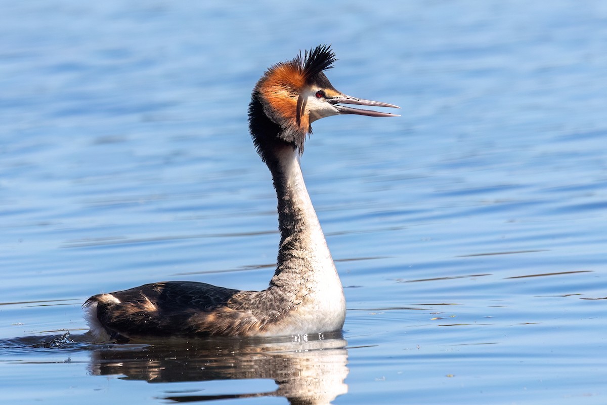 Чомга - ML646768258