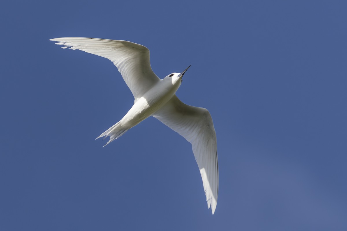 Charrán Blanco Pacífico - ML646768262