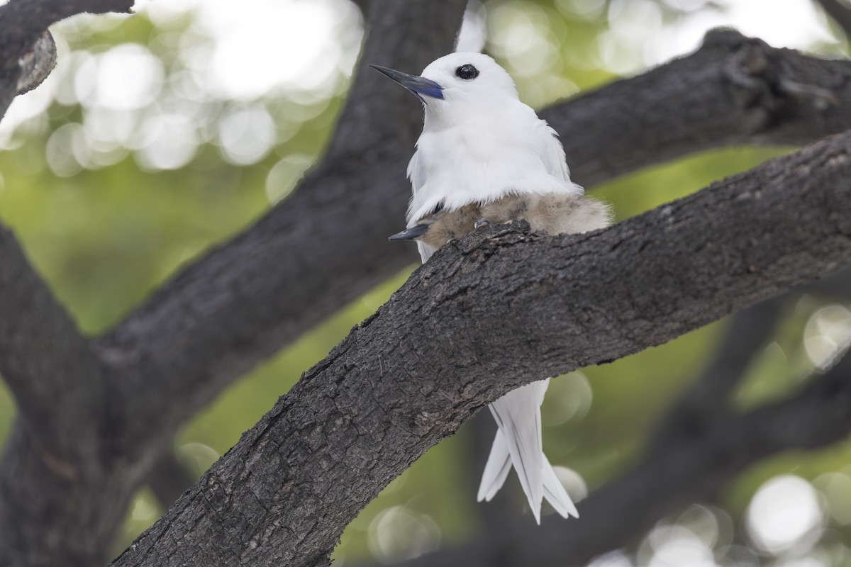 Charrán Blanco Pacífico - ML646768263