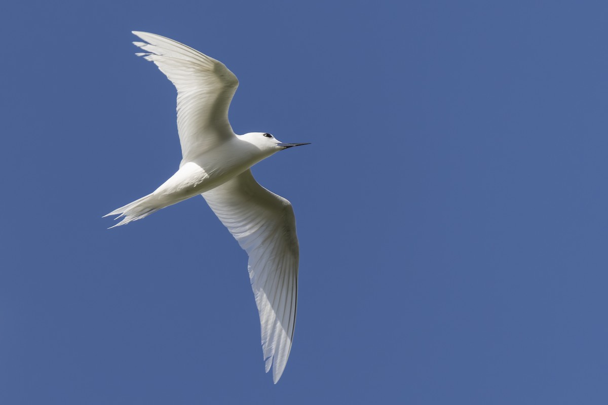 Charrán Blanco Pacífico - ML646768264