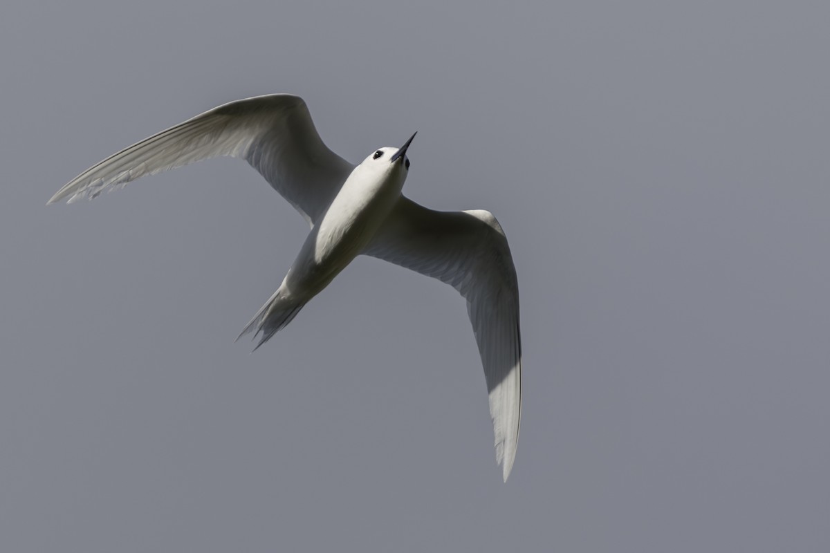 Charrán Blanco Pacífico - ML646768266