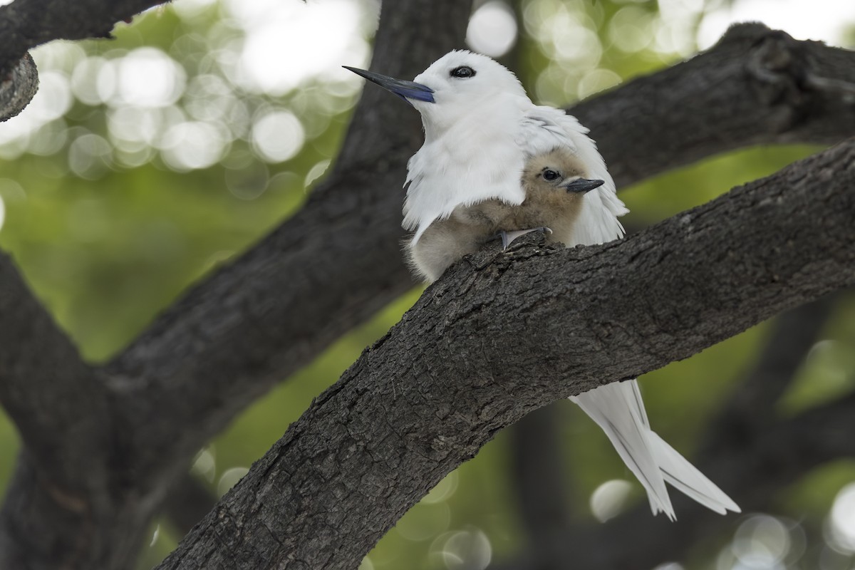 Charrán Blanco Pacífico - ML646768267