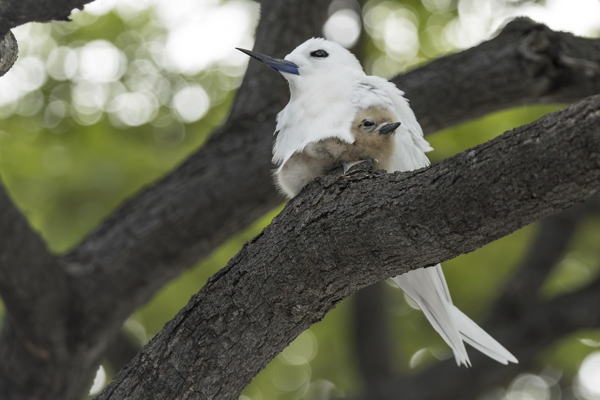 Charrán Blanco Pacífico - ML646768268