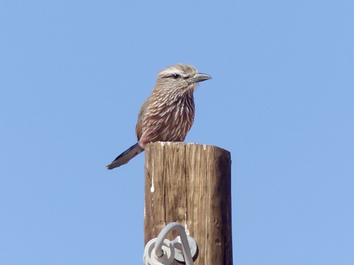 Ak Kaşlı Gökkuzgun - ML646768269