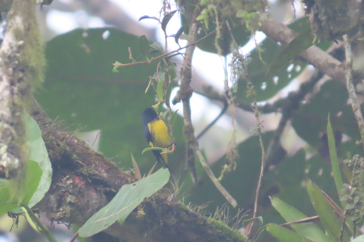 Чиж жовточеревий - ML646768270