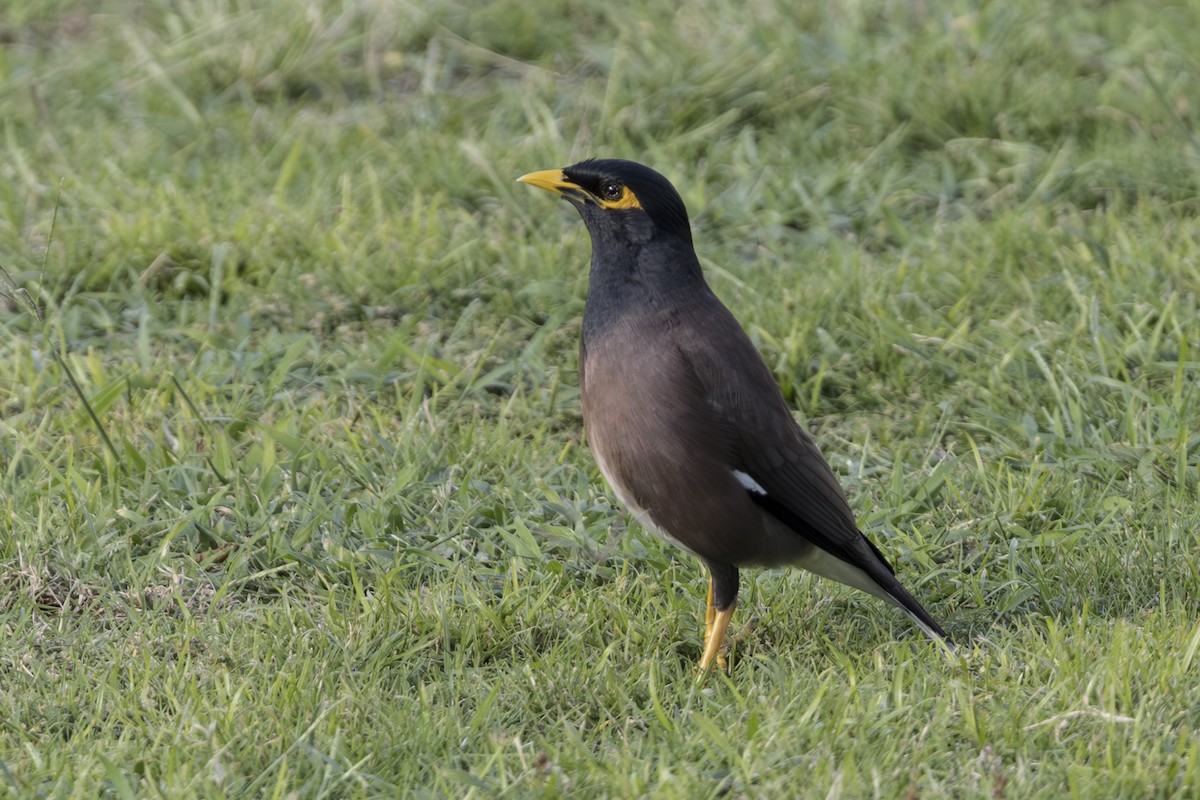 Miná Común - ML646768271