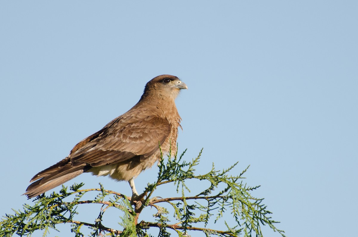 Chimango Caracara - ML646768272