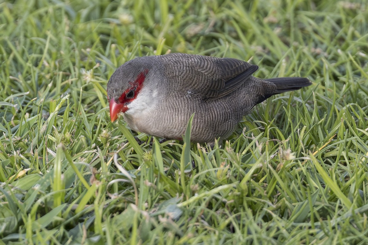 Estrilda Común - ML646768285