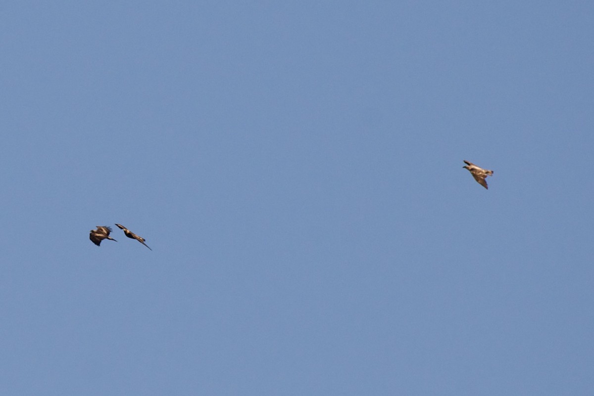 Golden Eagle - ML646768289