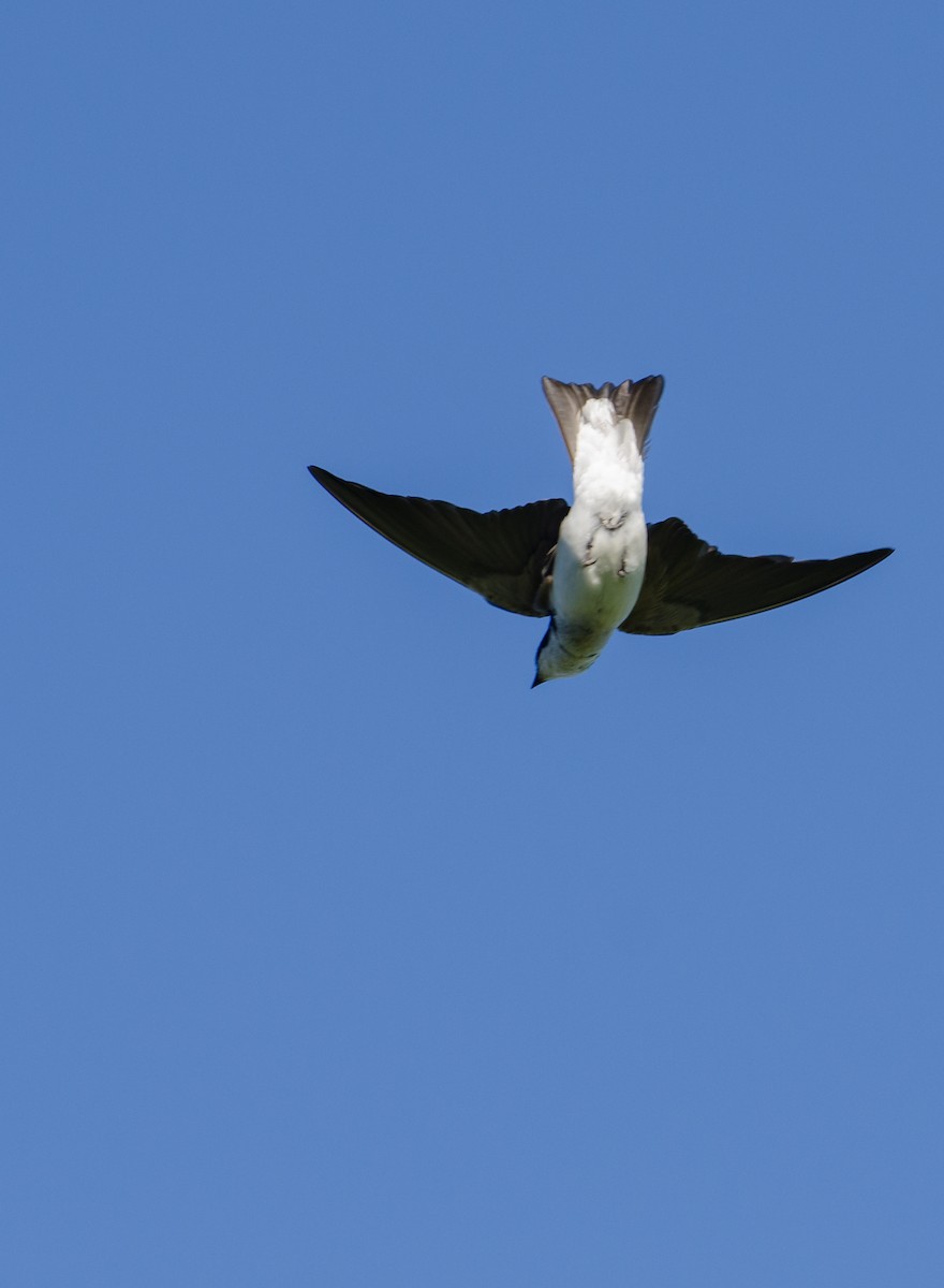 Chilean Swallow - ML646768292