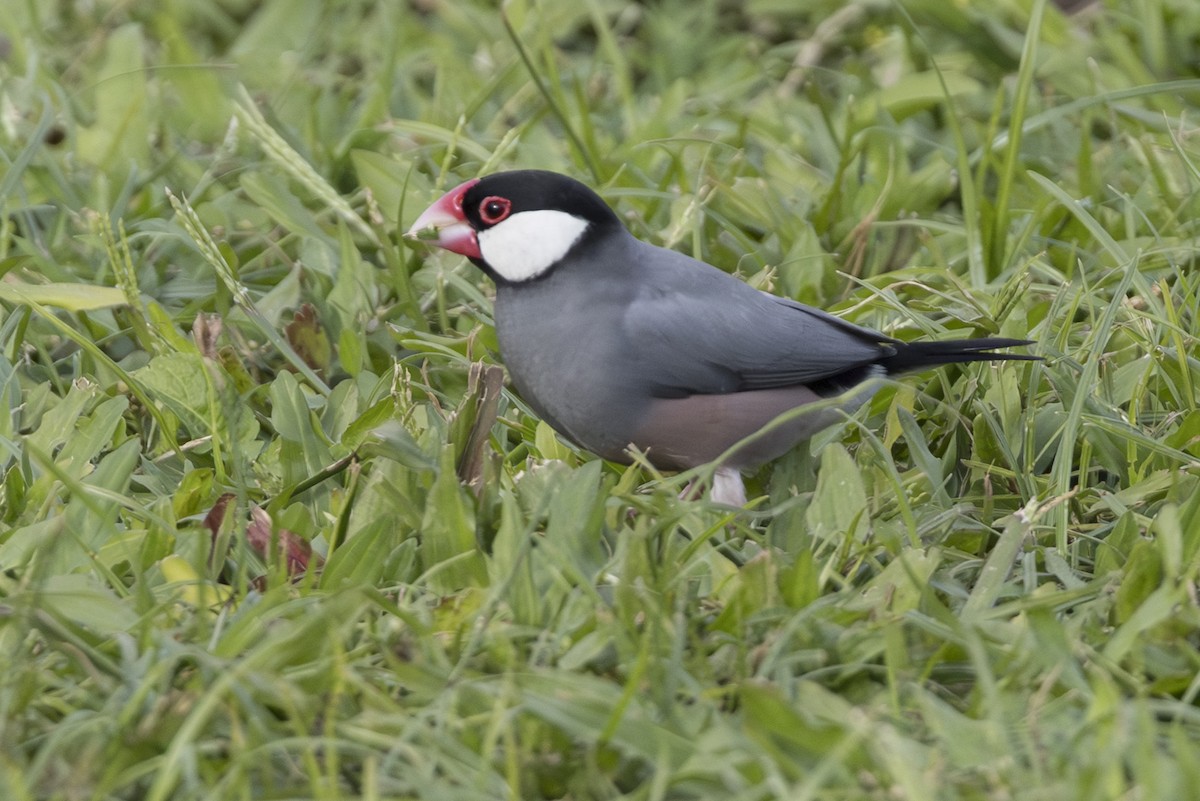 Capuchino Arrocero de Java - ML646768293