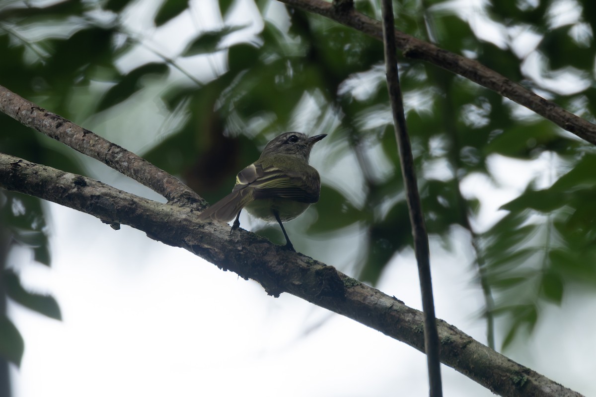 Greenish Elaenia - ML646768295