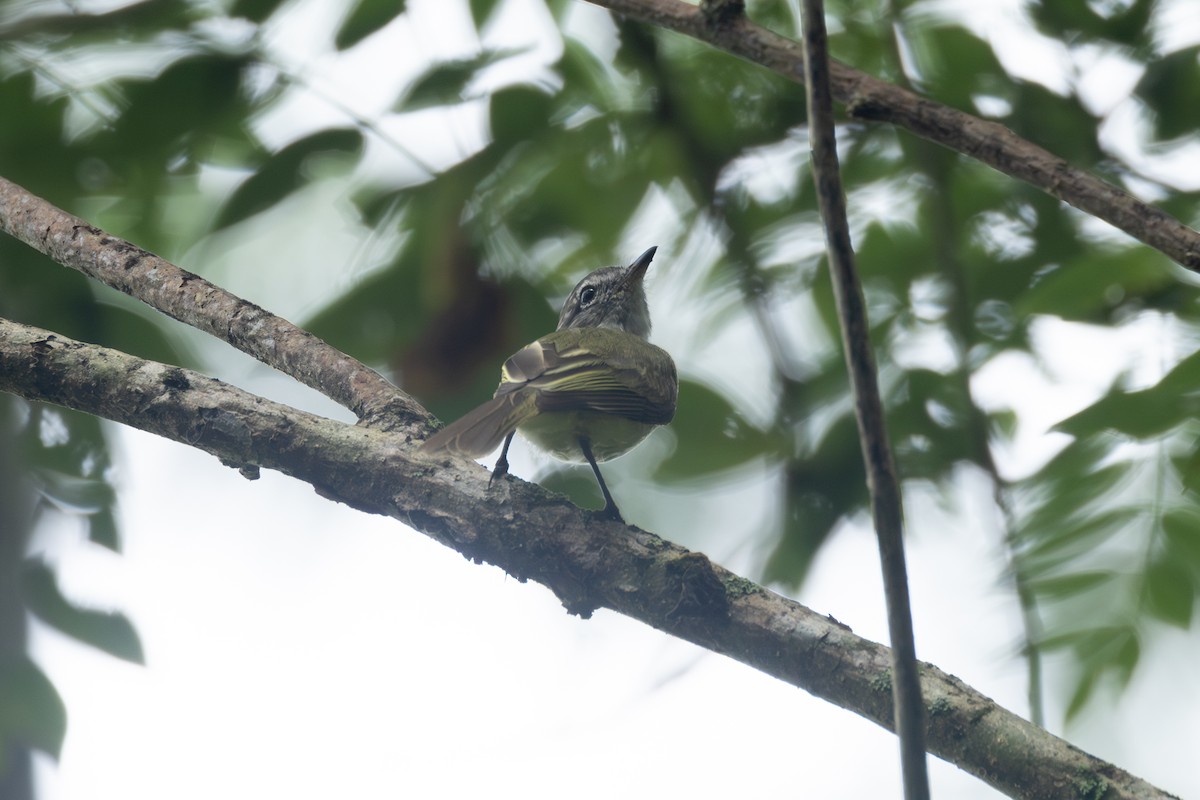 Greenish Elaenia - ML646768296