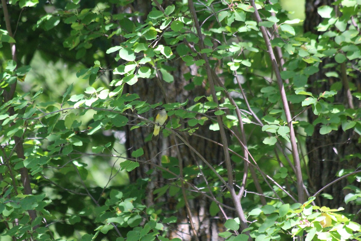 סבכון חכלילי - ML646768297