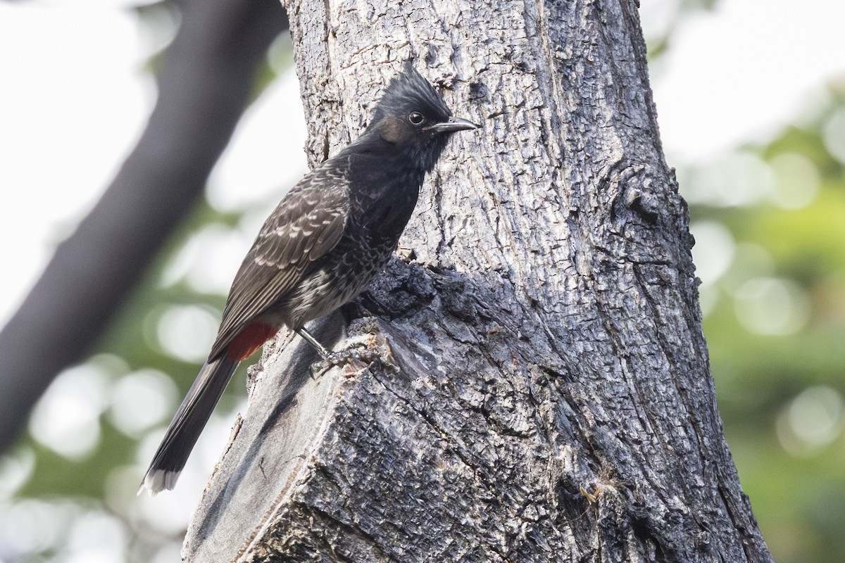 Bulbul Cafre - ML646768298