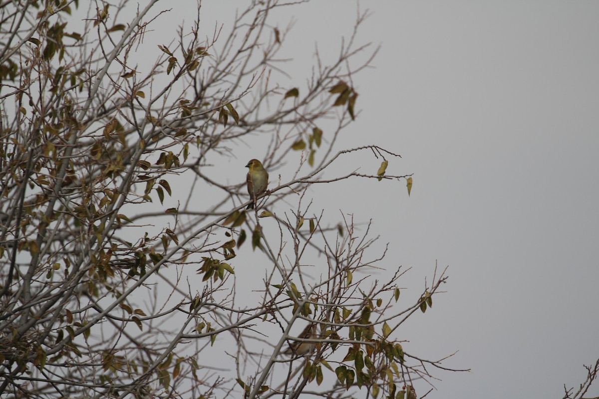 American Goldfinch - ML646768299