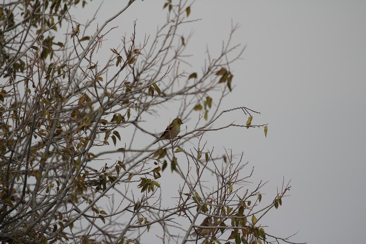 American Goldfinch - ML646768300