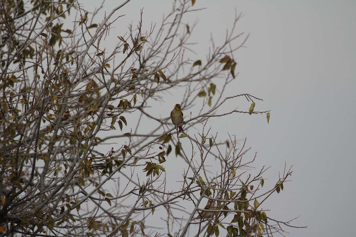 American Goldfinch - ML646768301