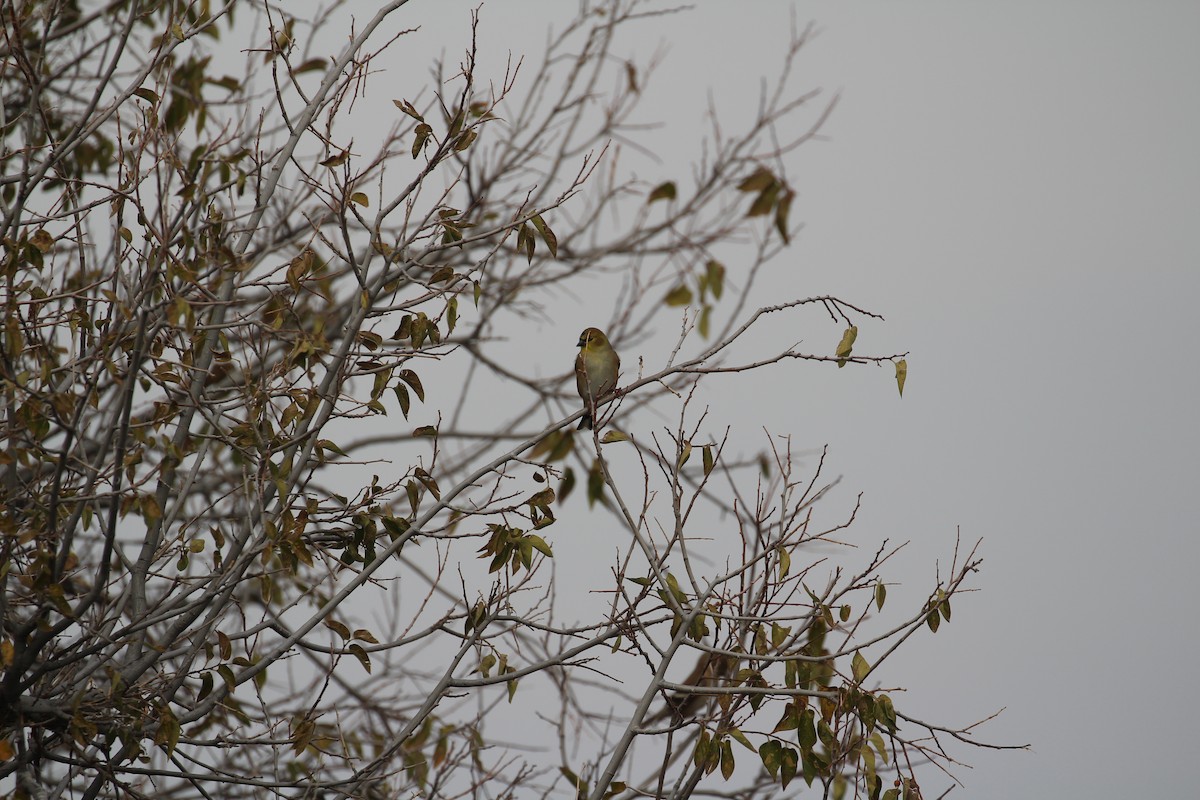 American Goldfinch - ML646768302