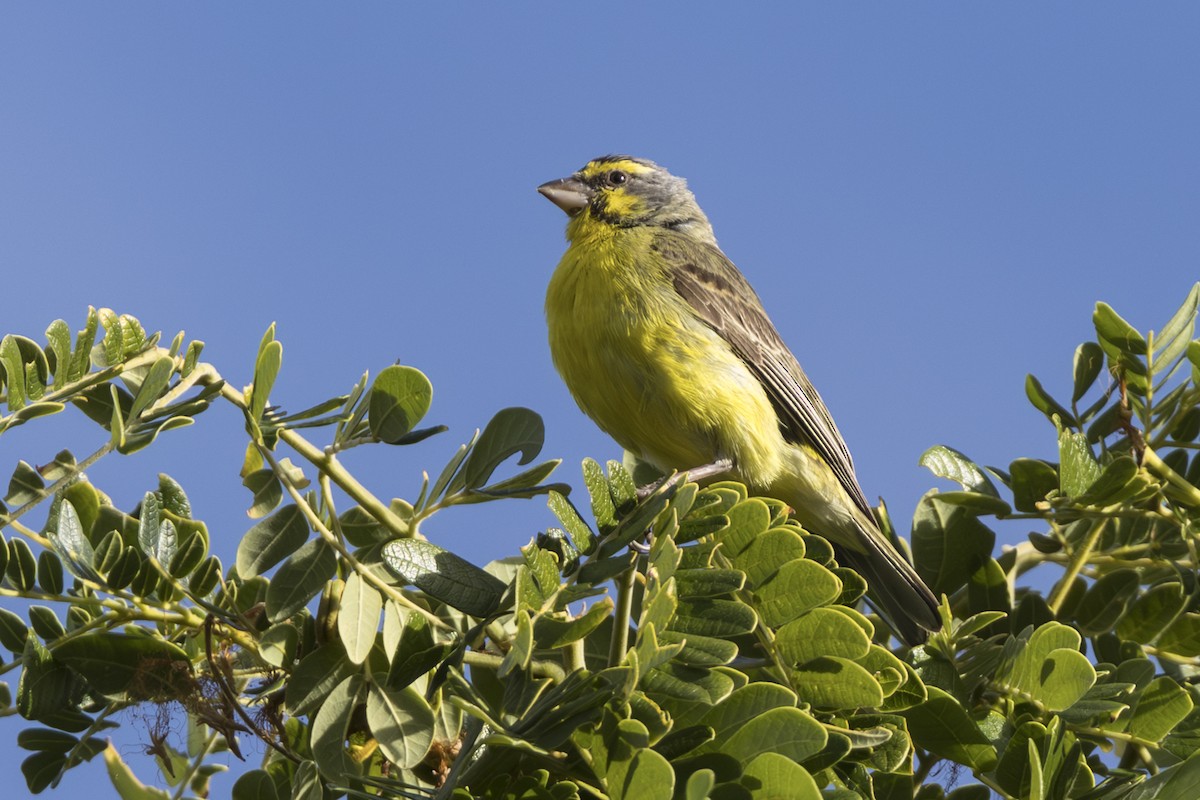 Serín Frentiamarillo - ML646768303