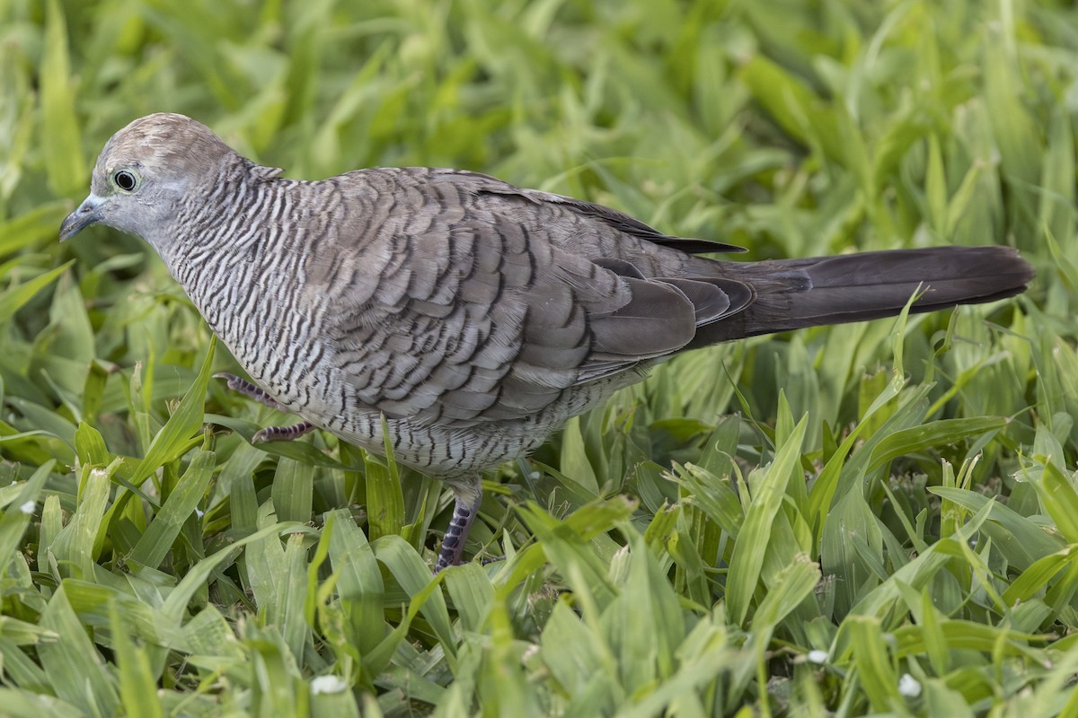 Tortolita Estriada - ML646768305