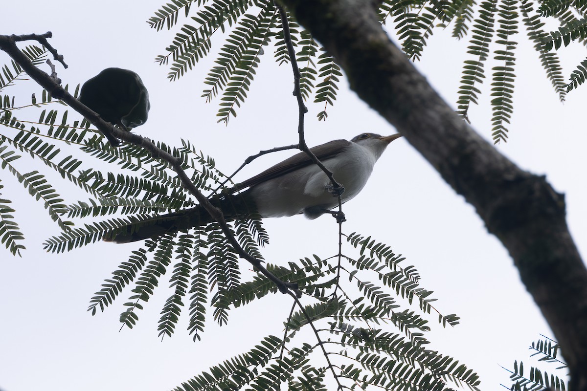 Coulicou à bec jaune - ML646768307